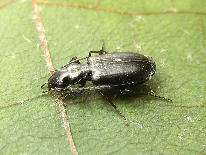 Carabidae da identificare: Apristus europaeus